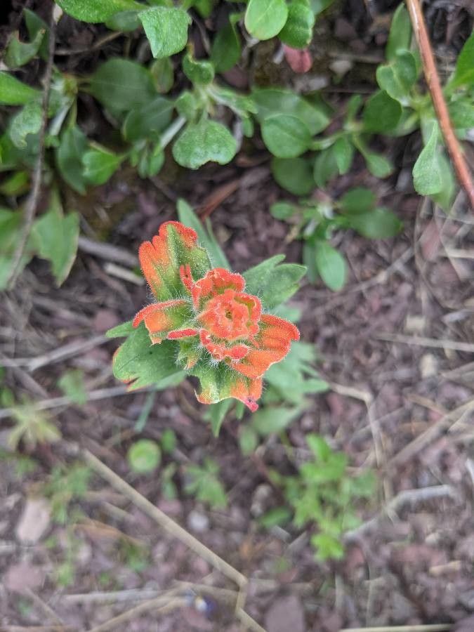 Castilleja hispida flower