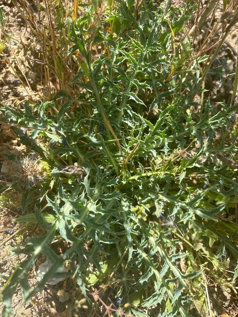 Carthamus matritensis — search result for 'Carthamus'