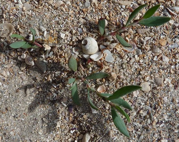 Polygonum roberti habit