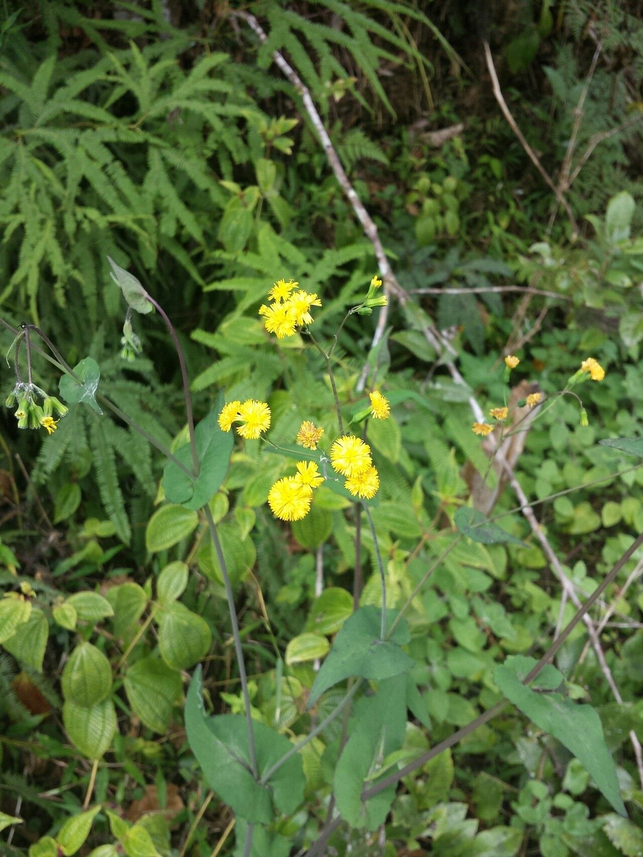 Emilia humifusa — search result for 'Emilia'