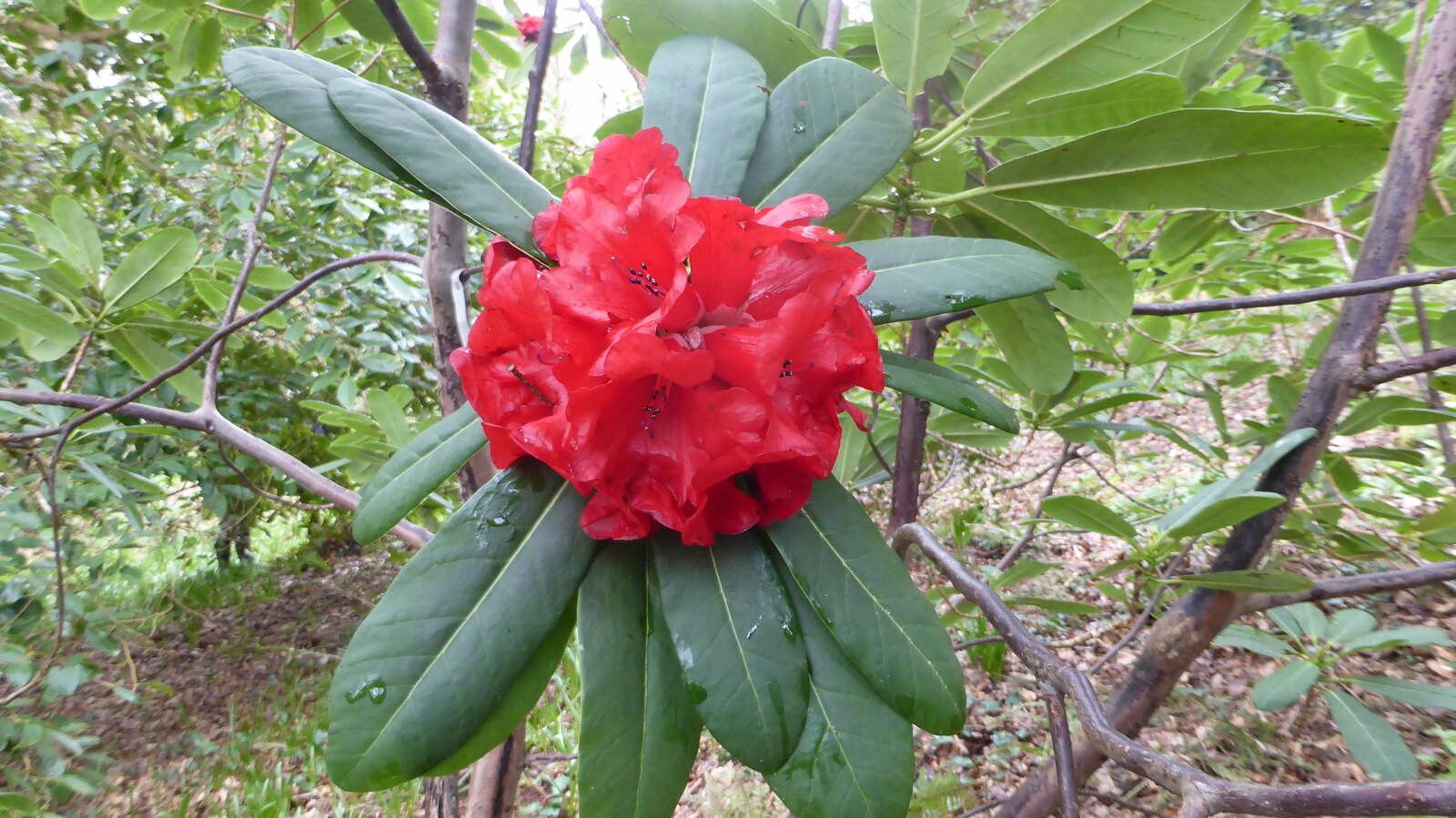 Rhododendron hookeri flower