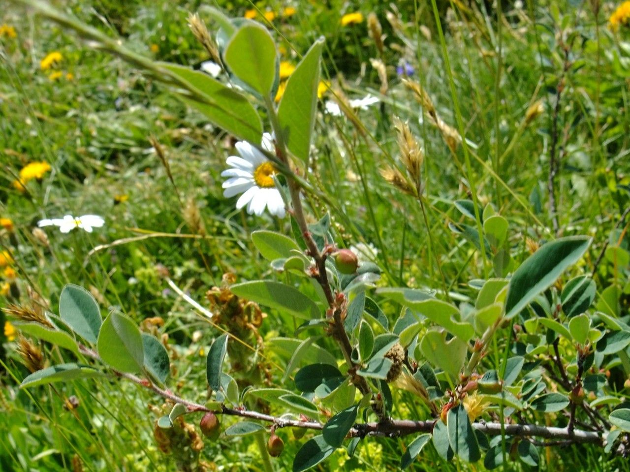 Cotoneaster juranus habit