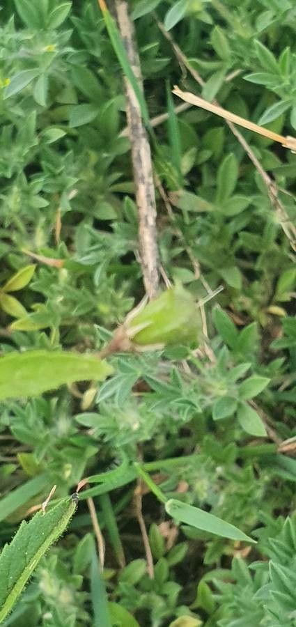 Hermannia kirkii fruit