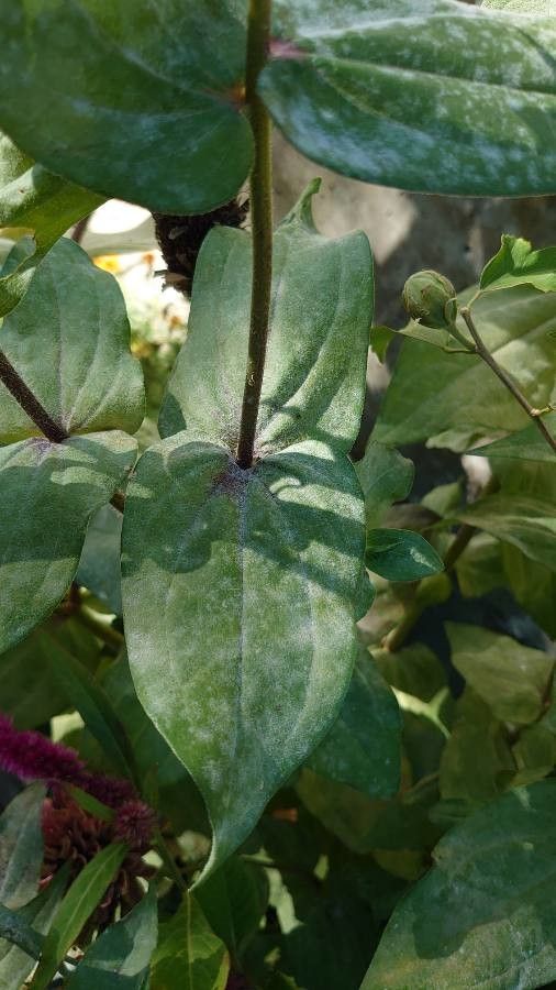 Zinnia haageana leaf