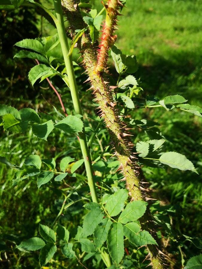 Rosa centifolia bark