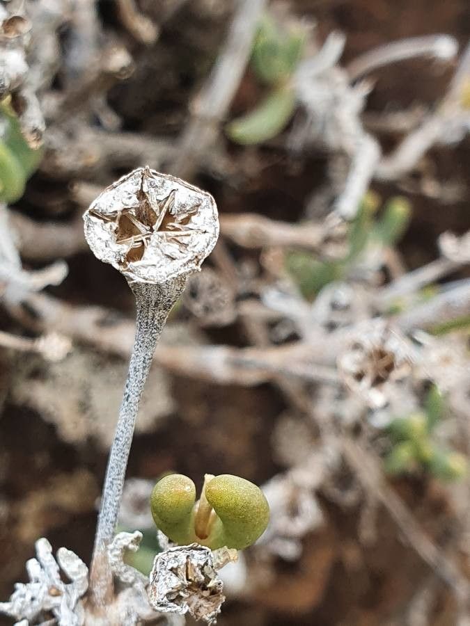 Delosperma nakurense fruit