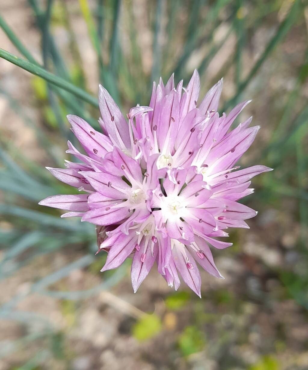 Allium ledebourianum flower