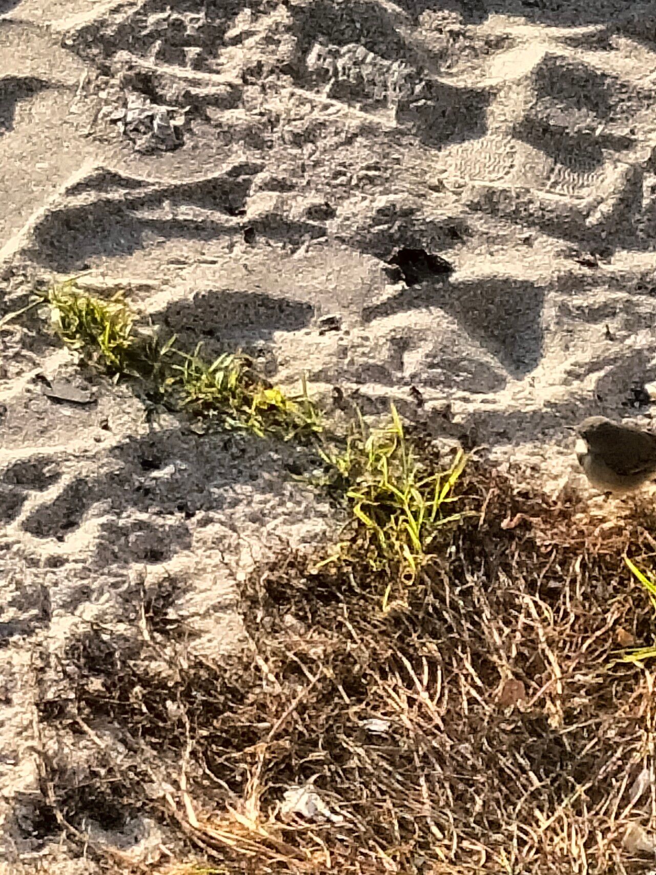 Pennisetum clandestinum habit