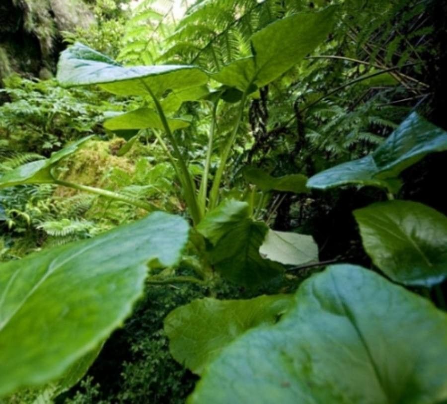 Lactuca watsoniana — search result for 'Azores'