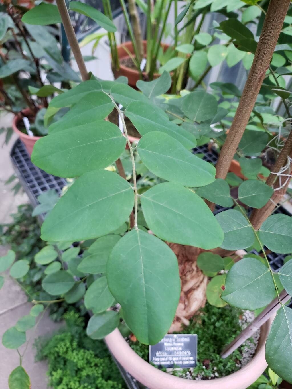 Dalbergia boehmii — search result for 'Dalbergia'