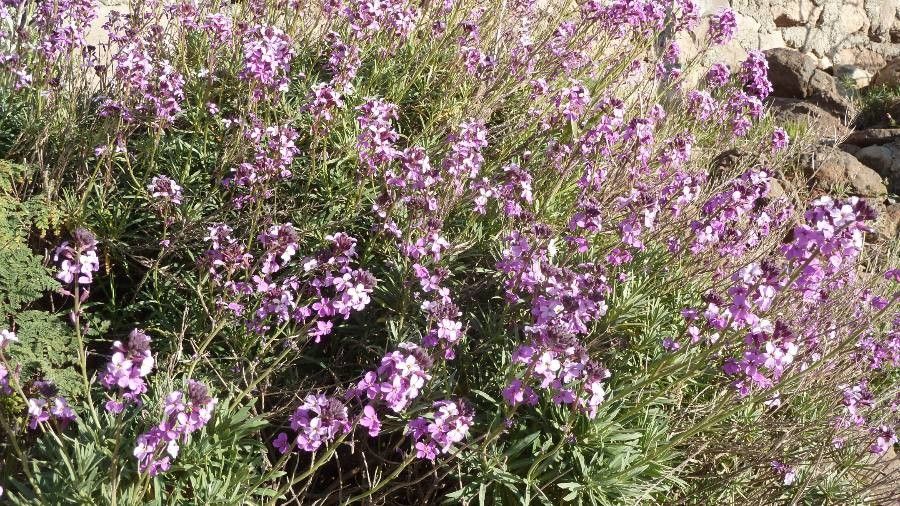 Erysimum albescens flower
