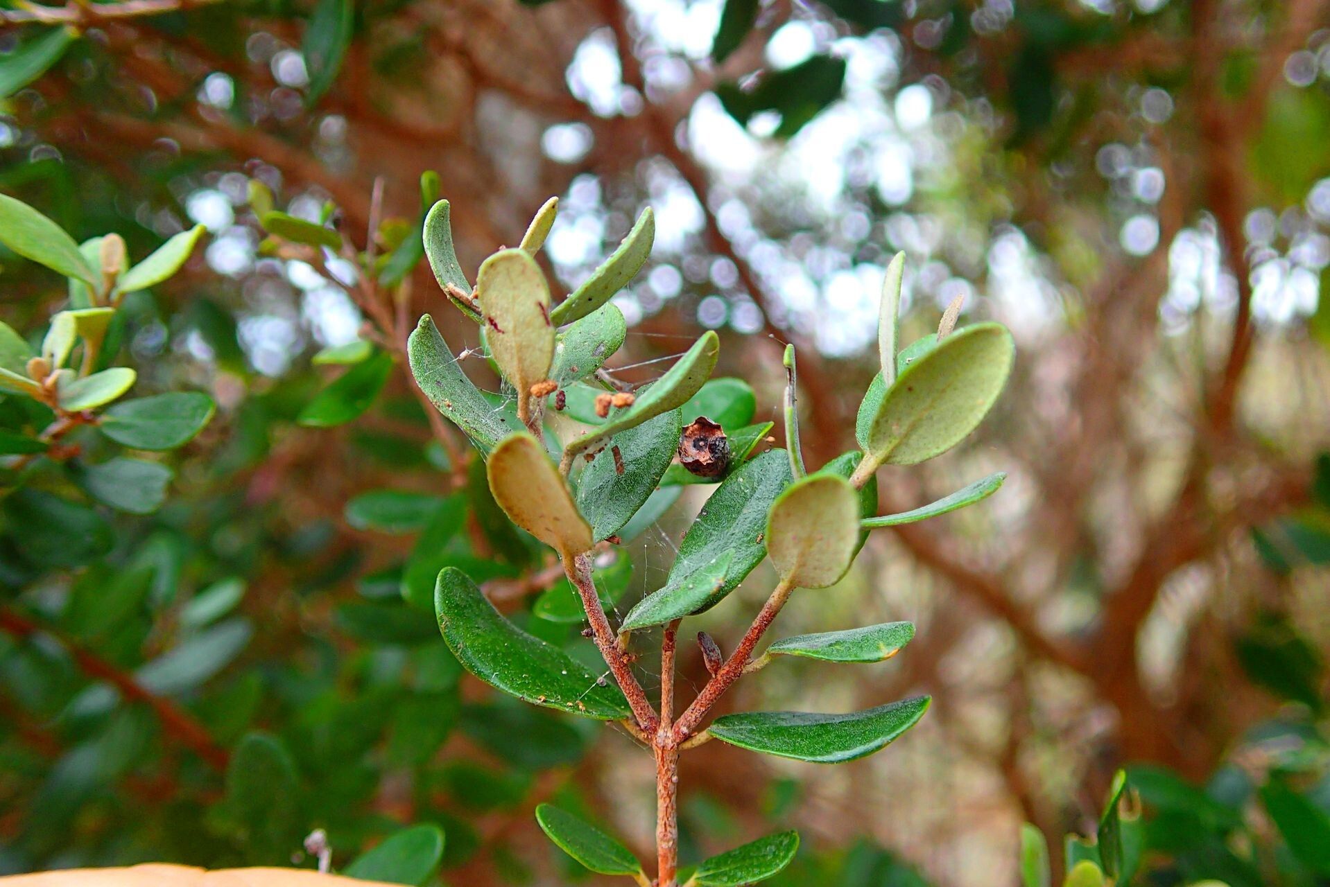 Eugenia balansae — houseplant care guide