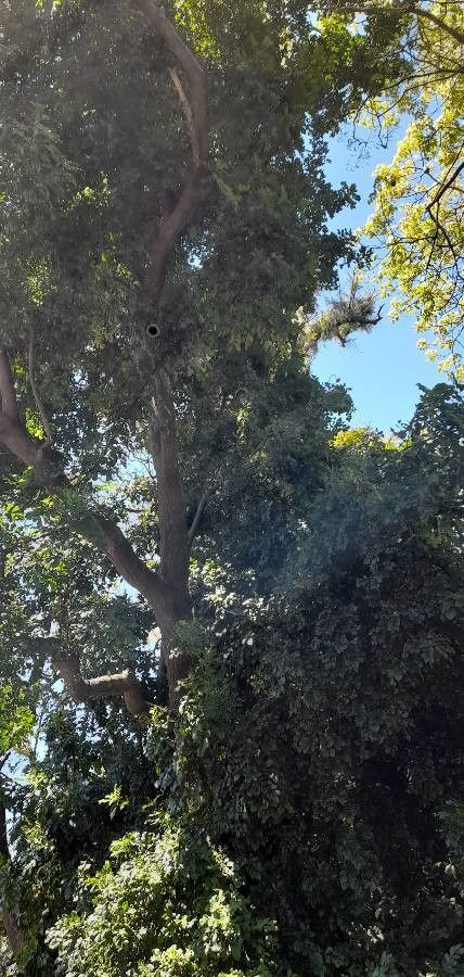 Trichilia glabra habit