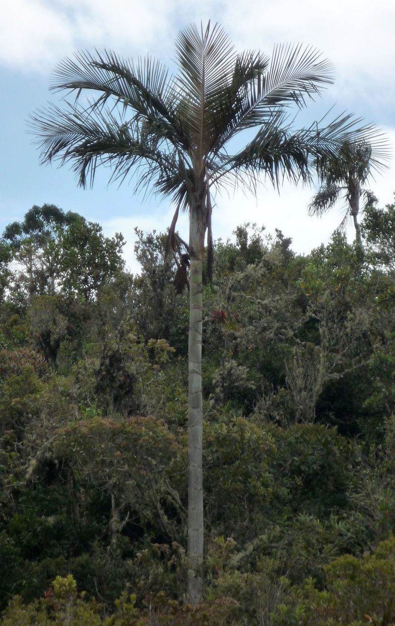 Ceroxylon parvifrons habit