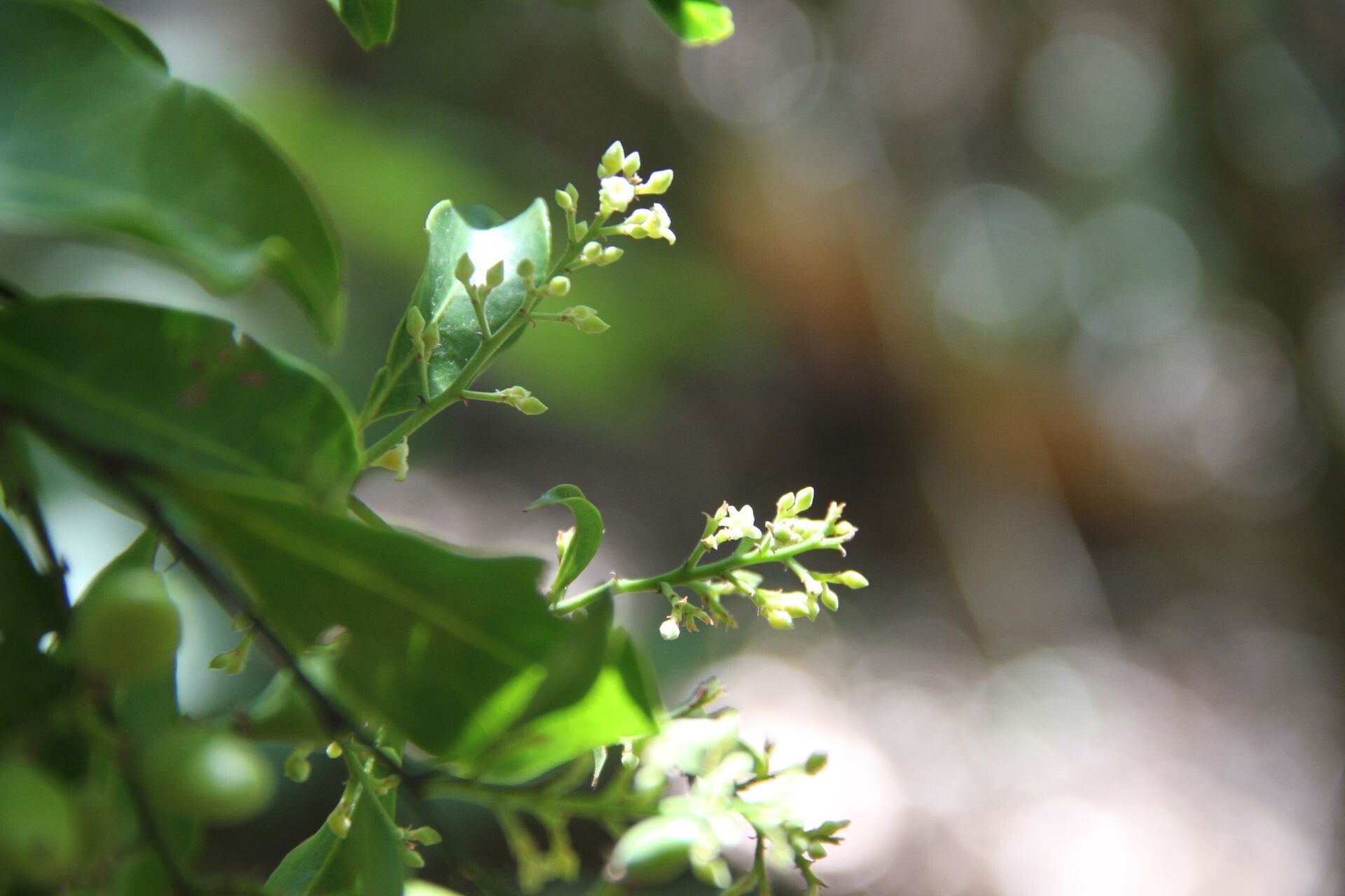 Hunga rhamnoides flower