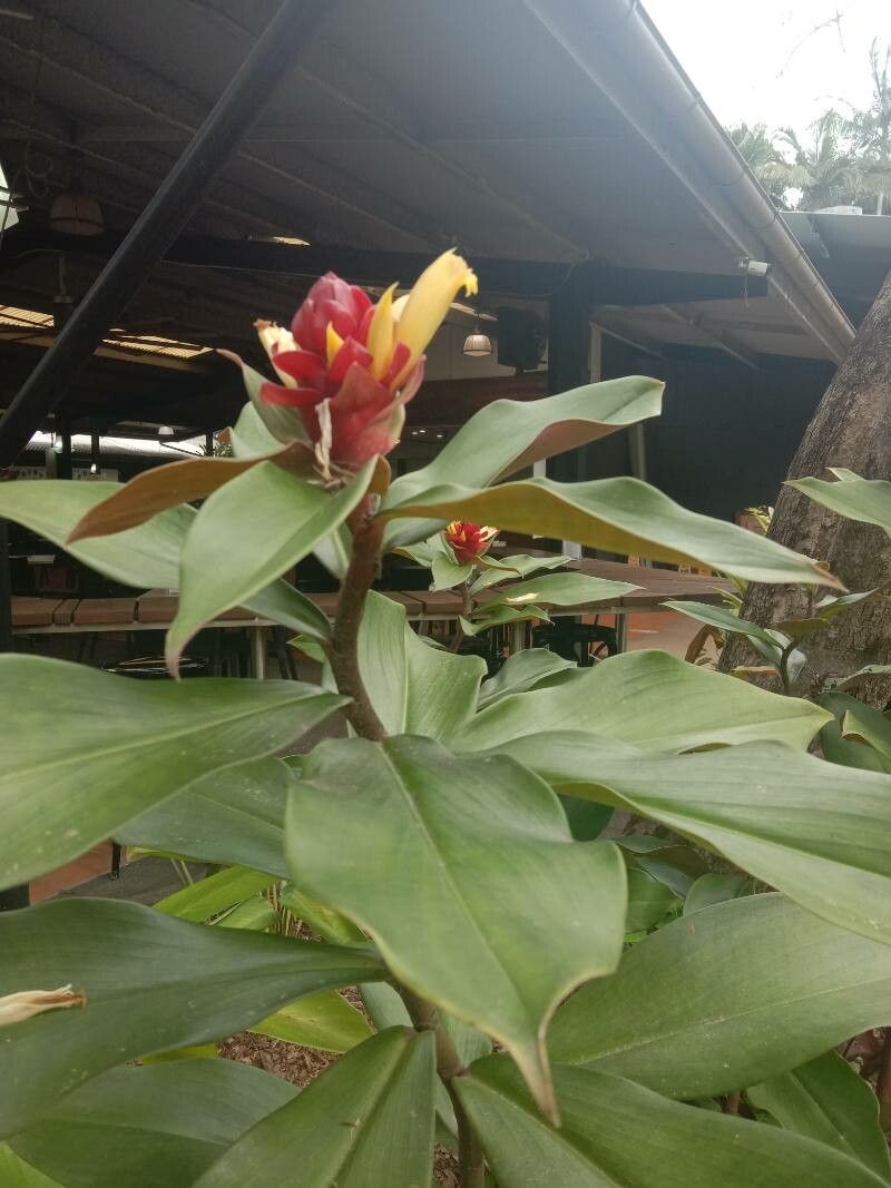 Costus curvibracteatus habit
