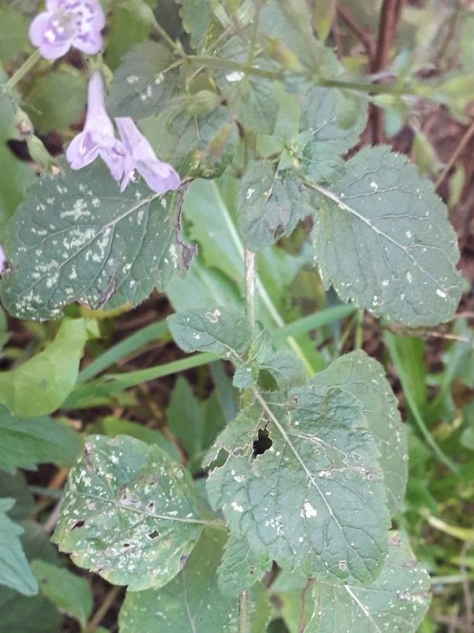 Clinopodium grandiflorum — search result for 'Clinopodium'