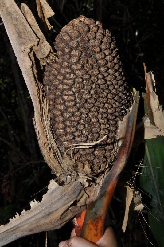 Pandanus aragoensis fruit