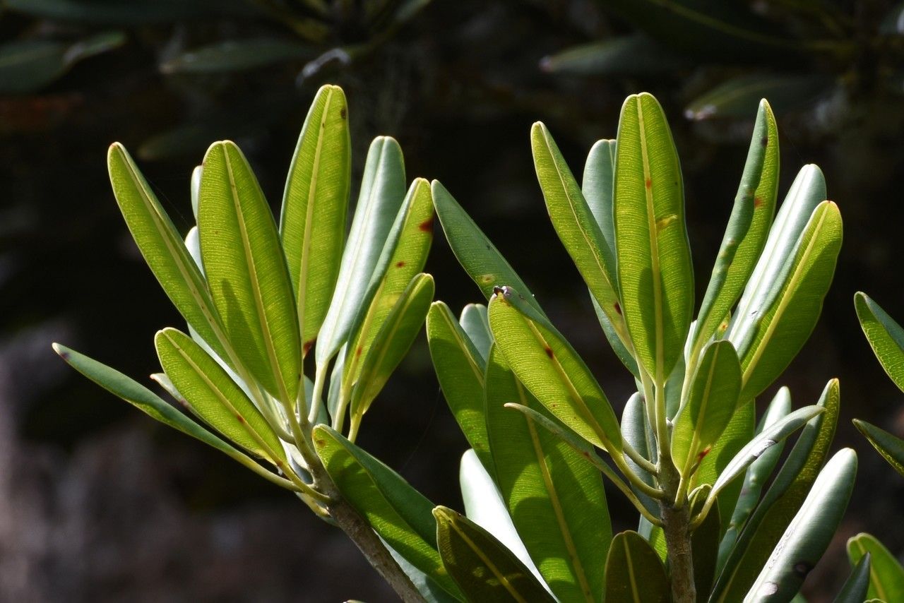 Labourdonnaisia revoluta leaf