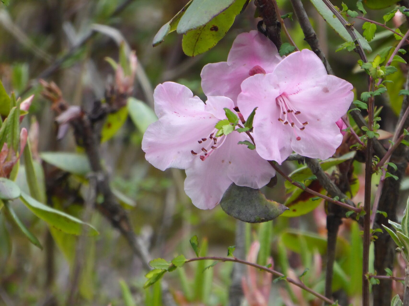 Rhododendron hirtipes flower