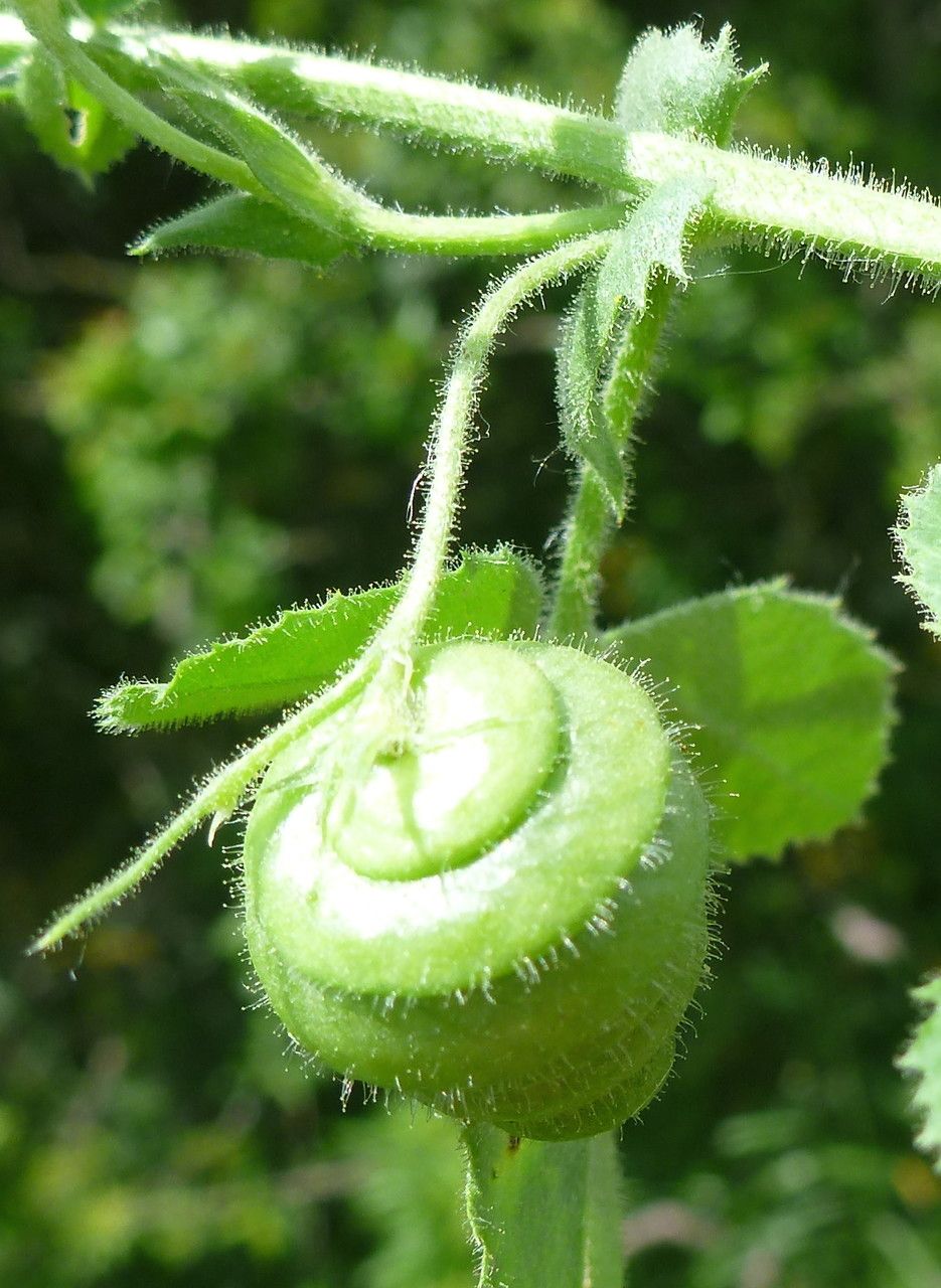 Medicago ciliaris fruit