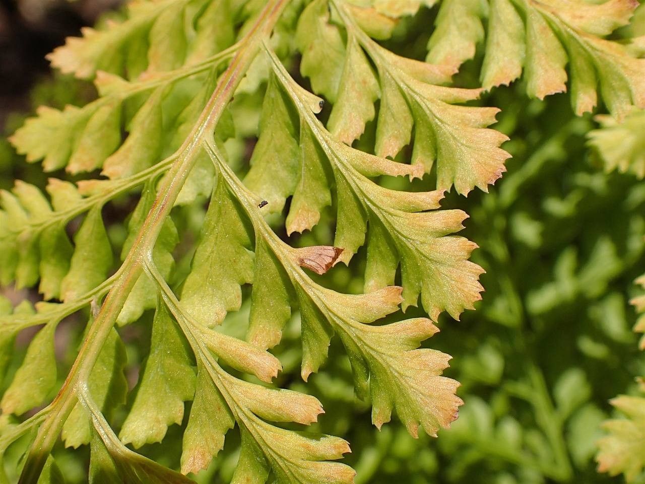 Arachniodes standishii fruit