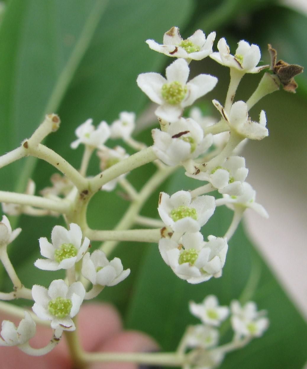 Nectandra lineata flower