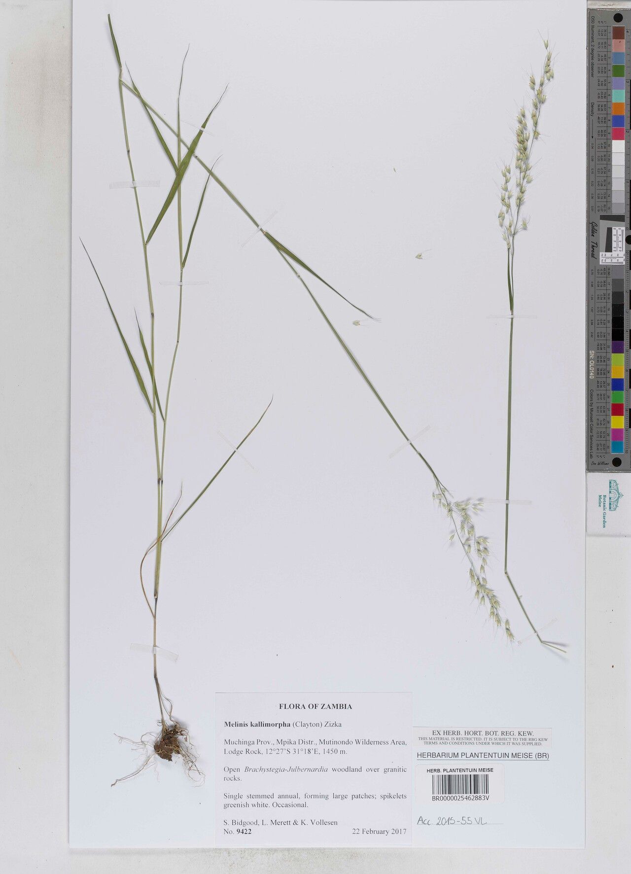 Melinis kallimorpha — related species from the same genus