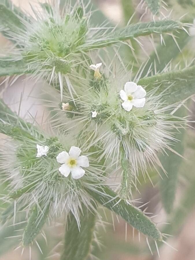 Cryptantha angustifolia flower