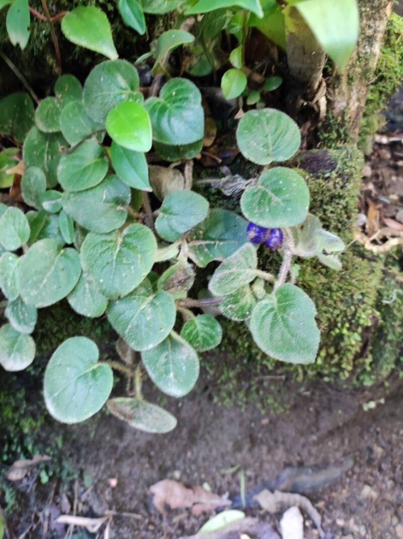 Coccocypselum cordifolium leaf