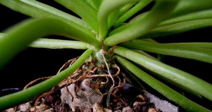Tylecodon wallichii leaf