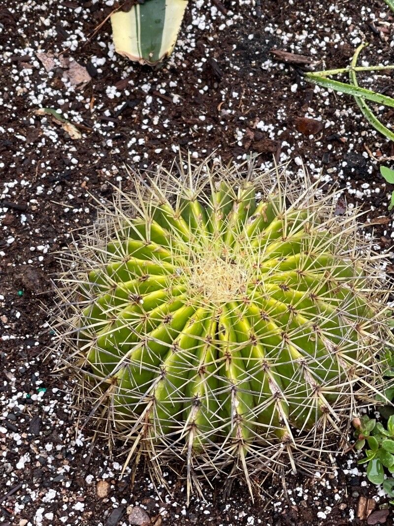 Ferocactus alamosanus — related species from the same genus