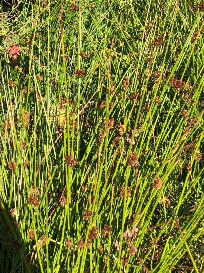 Juncus conglomeratus — flood tolerant houseplant