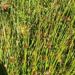 Juncus conglomeratus