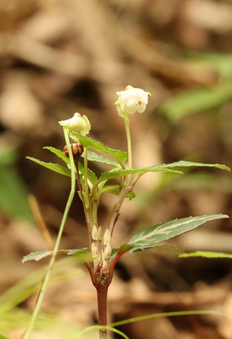 Chimaphila japonica flower