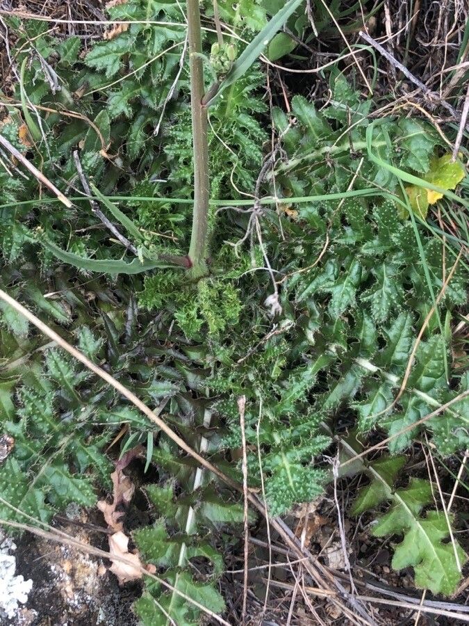 Coincya monensis leaf