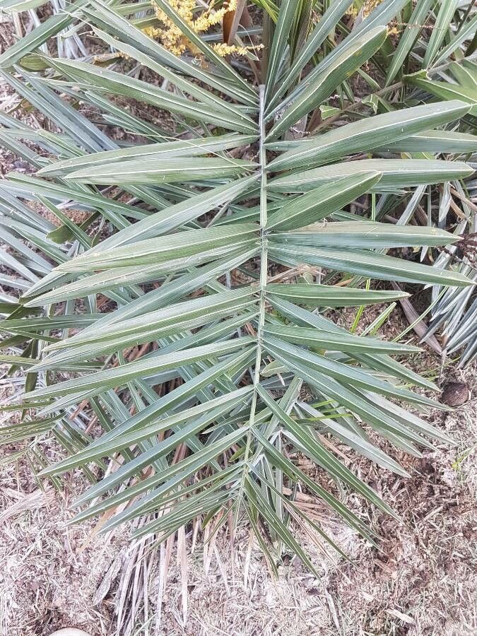 Syagrus microphylla — houseplant care guide