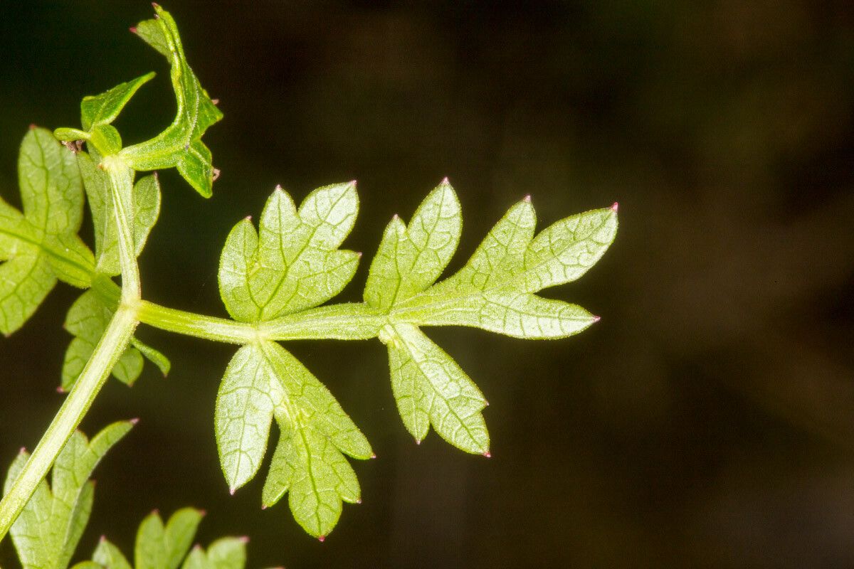 Oreoselinum nigrum leaf