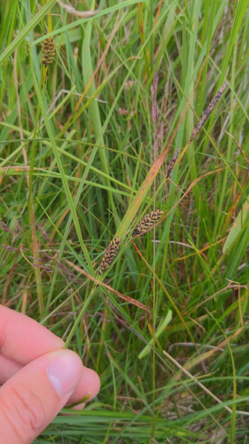 Carex buxbaumii flower