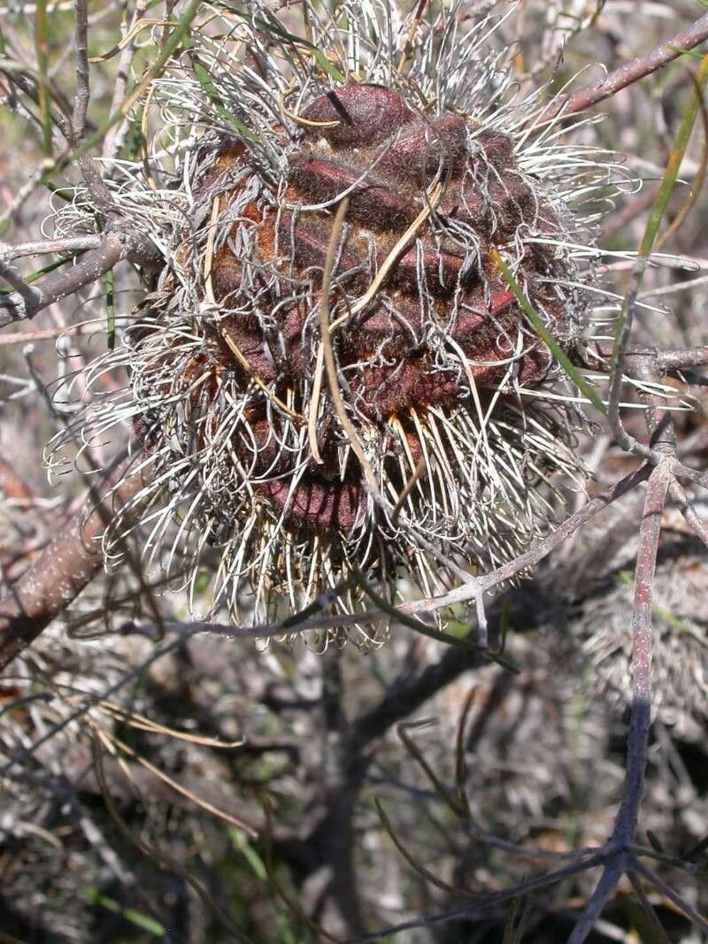 Banksia leptophylla fruit