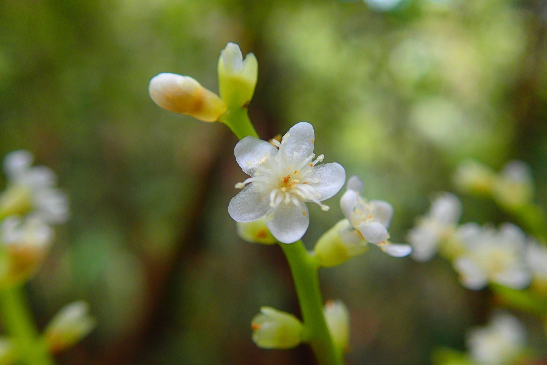 Symplocos montana flower