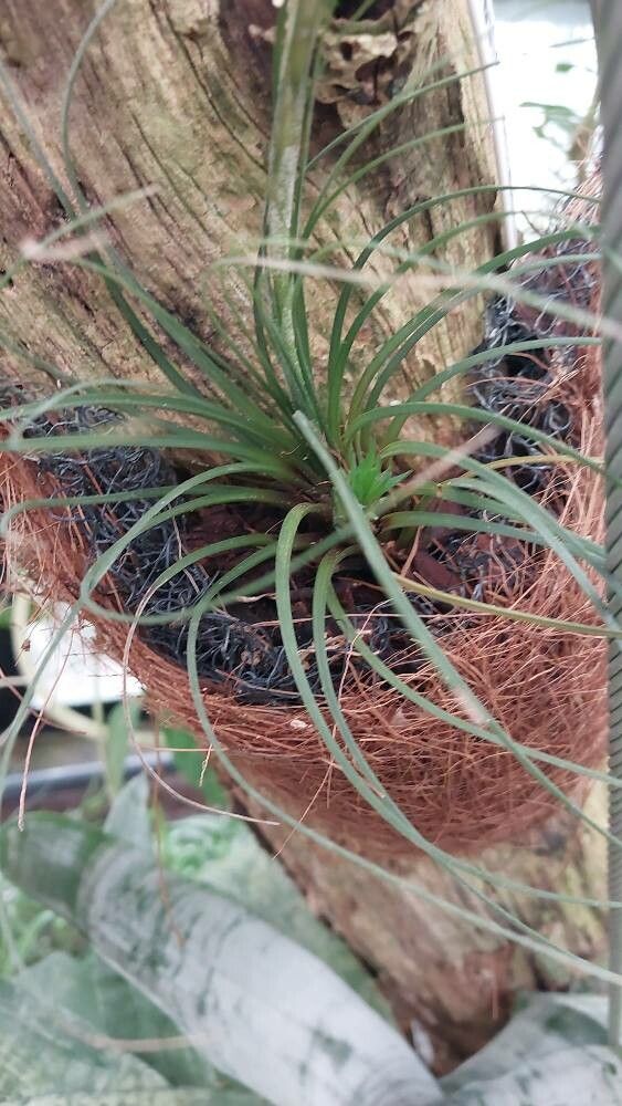 Tillandsia monadelpha — search result for 'Trinidad and Tobago'