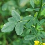 Melilotus officinalis