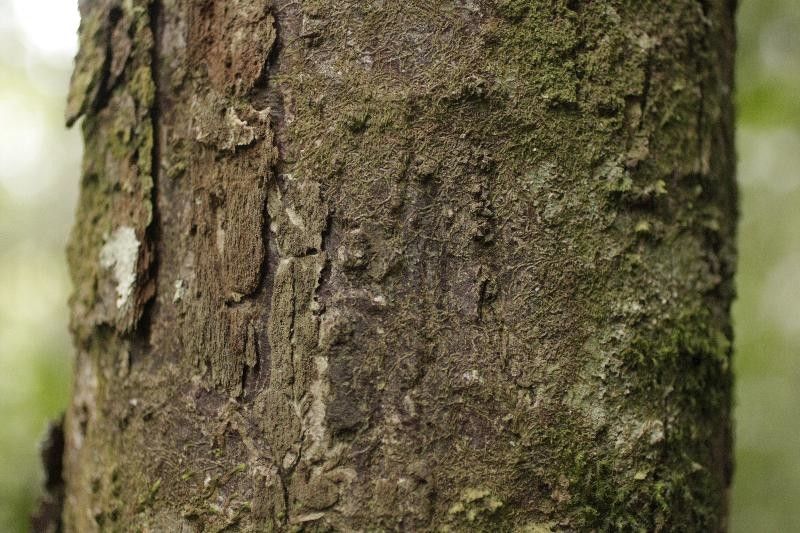 Licaria cannella bark