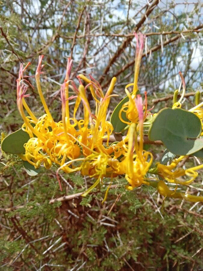 Plicosepalus sagittifolius flower