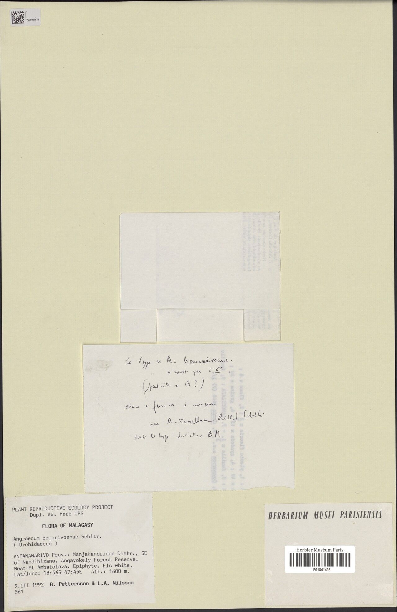 Angraecum bemarivoense — houseplant care guide