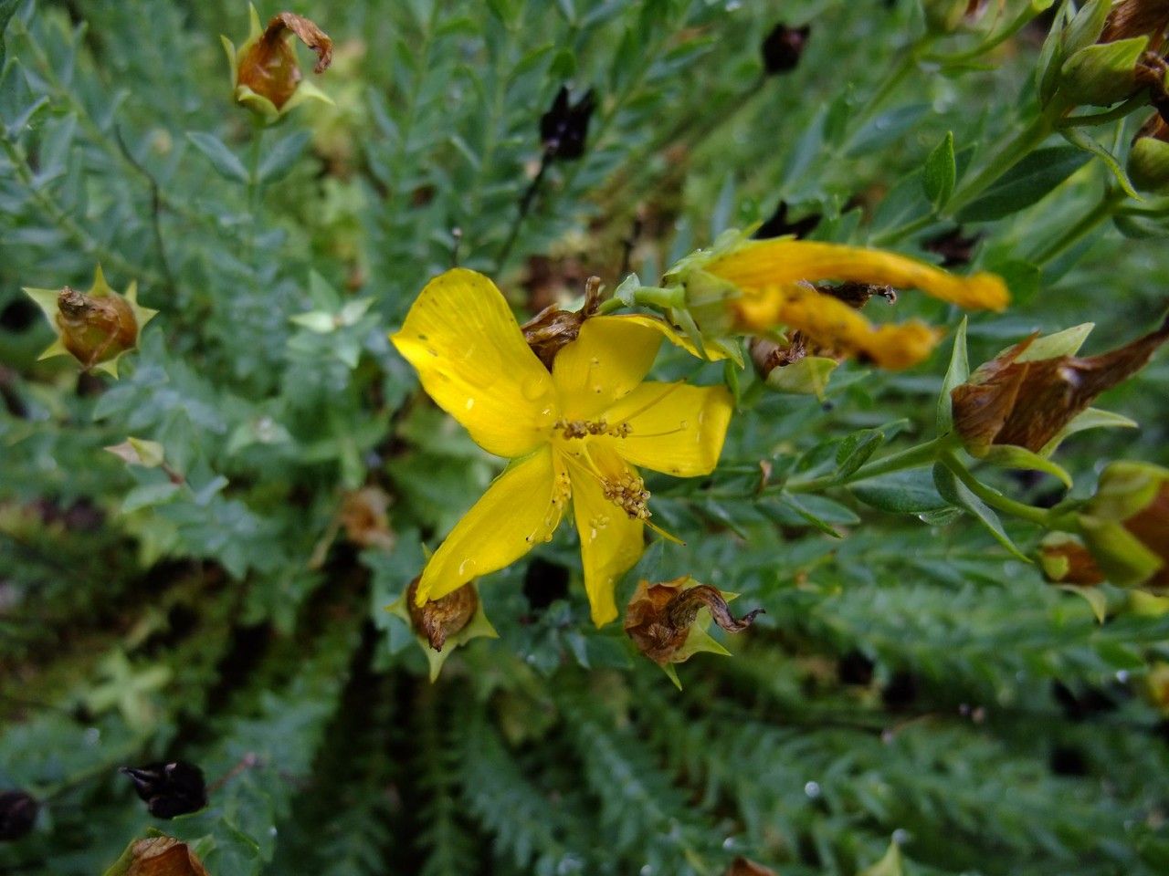 Hypericum fragile flower