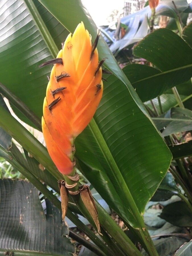 Heliconia episcopalis flower