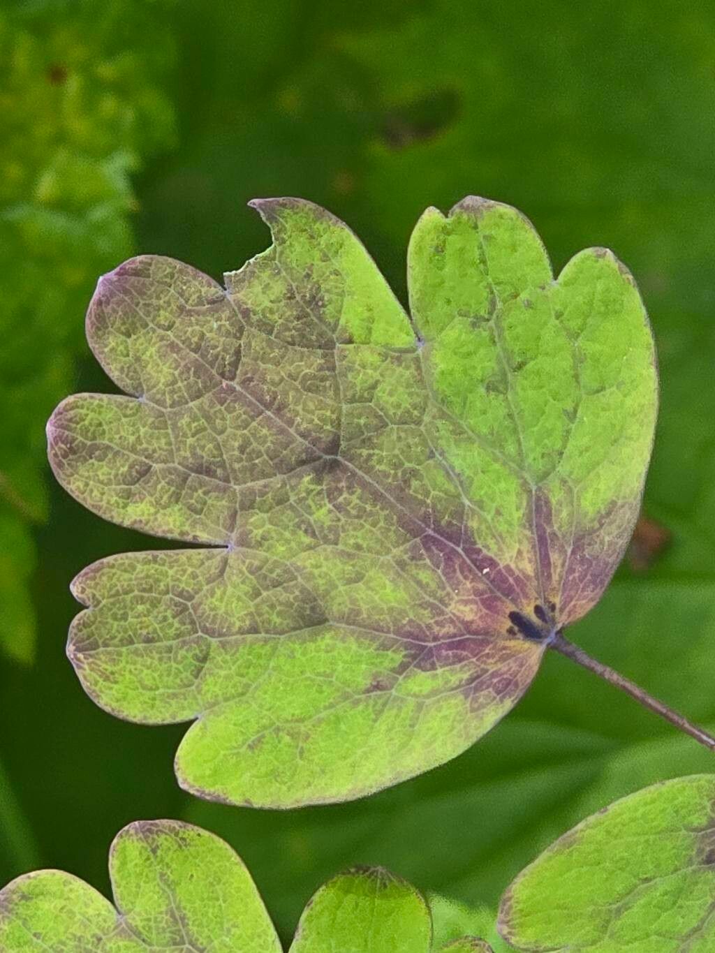 Thalictrum venulosum — houseplant care guide