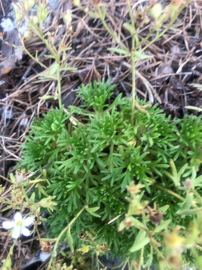 Saxifraga moncayensis leaf